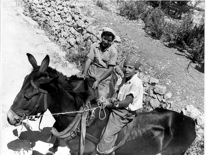 נערים רוכבים על פרדות, ישראל, שנות ה- 1950
