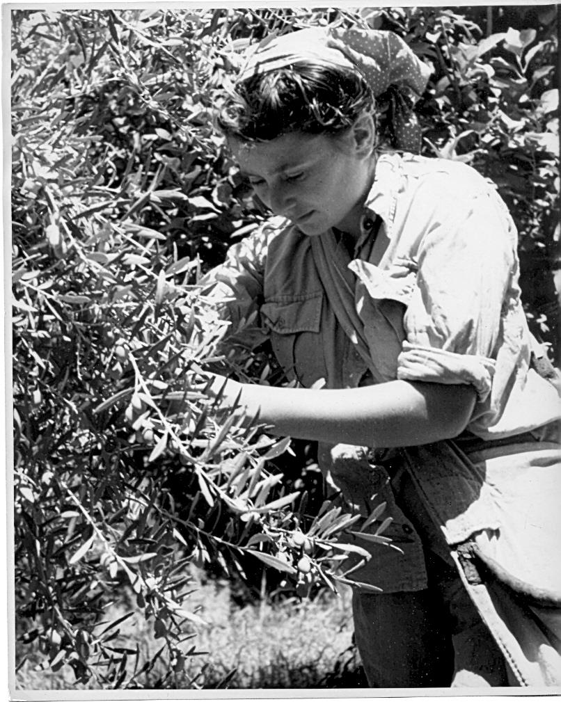 נערה מעליית הנוער בוסקת זיתים, ארץ ישראל, 1940-1930
