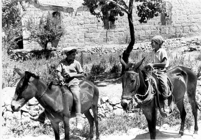 נערים רוכבים על פרדות, ישראל, שנות ה- 1950