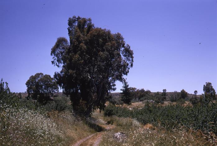 Eucalyptus Trees in the Field, Israel, 1969