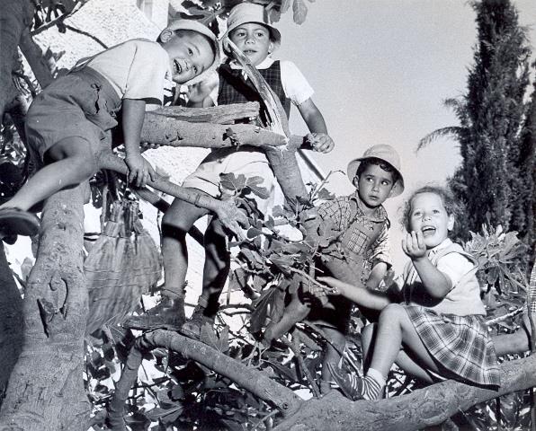 Three small boys and a girl on a tree, Israel 1950s Three small boys and a girl on a tree, Israel 1950s
