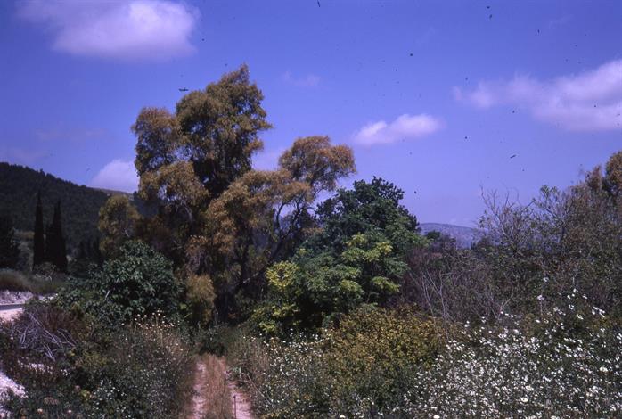 Eucalyptus Trees in the Field, Israel, 1969 Eucalyptus Trees in the Field, Israel, 1969