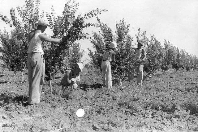 עובדים במטע פרי, ארץ ישראל  1936/37