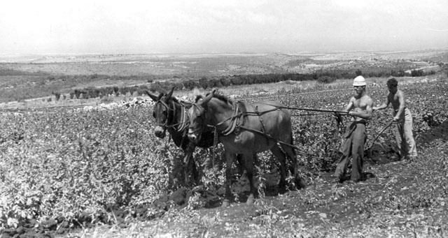 Plowing the field in Kibbutz Eilon, Eretz Israel, 1946 Plowing the field in Kibbutz Eilon, Eretz Israel, 1946