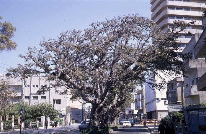 שדרת עצי השקמה, תל אביב, ישראל, 1970