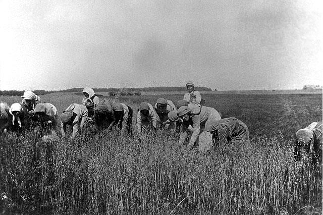 In the Fields at Yaacov Libo Farm Pinsk Region, Russia, 1916/17